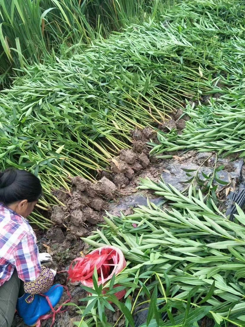 高度220厘米夹竹桃