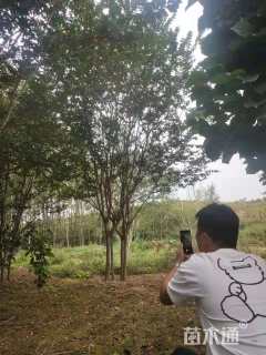 高度500厘米丛生紫薇