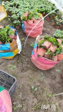 高度10厘米冷水花