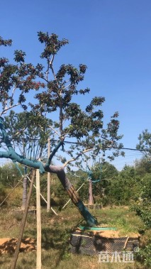 15公分红果冬青