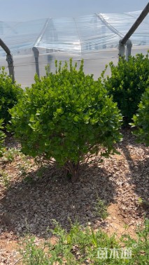 冠幅80厘米卫矛球