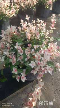 10厘米花叶络石