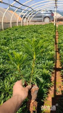 高度20厘米黄缨菊