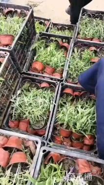 高度20厘米墨西哥鼠尾草