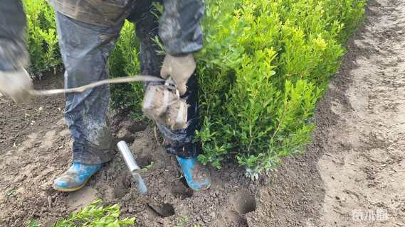 高度35厘米瓜子黄杨