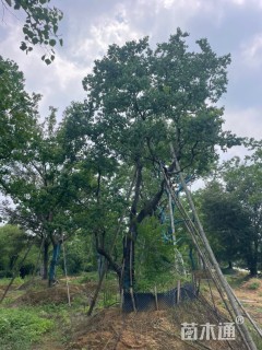 24公分造型乌桕