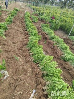 高度30厘米瓜子黄杨