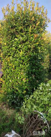 高度200厘米红叶石楠柱