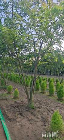 50公分(5杆)丛生朴树