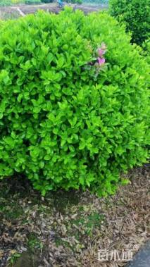 冠幅150厘米大叶黄杨球