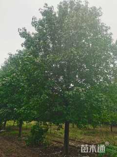 15公分北美枫香