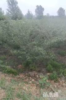 15公分垂丝海棠