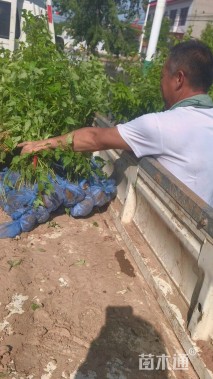 高度80厘米棣棠