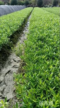 高度20厘米小叶栀子