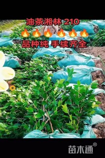 高度50厘米油茶小苗