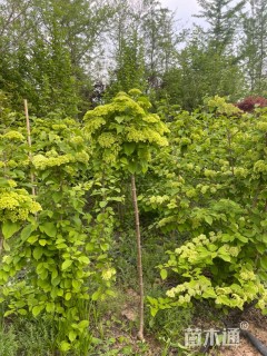 高度150厘米木绣球