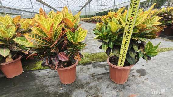 高度50厘米变叶木