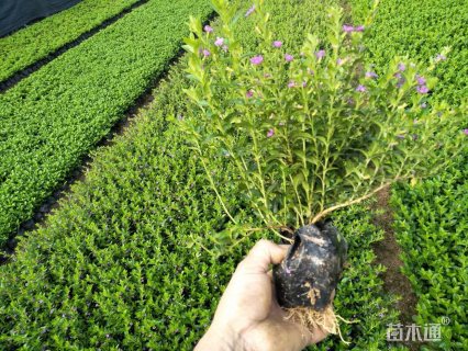 高度15厘米满天星