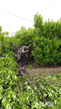 高度50厘米法国冬青