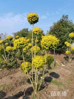 4公分造型亮晶女贞