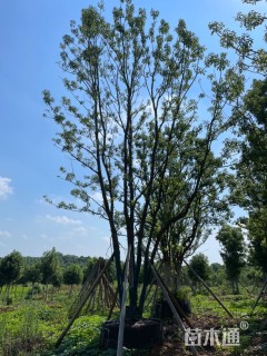 10公分丛生香樟