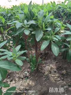 高度80厘米结香