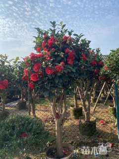 高度150厘米四季茶花