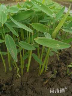 高度20厘米再力花