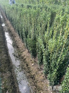 高度90厘米直立冬青