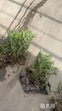 高度40厘米千屈菜