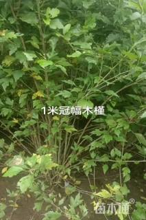 高度350厘米木槿