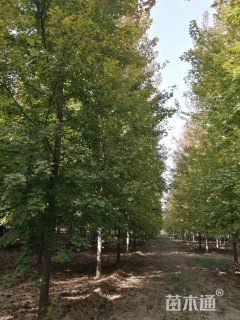 15公分美国红枫