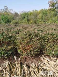 冠幅100厘米火棘球