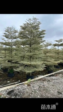 10公分锦叶榄仁