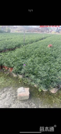 高度20厘米美女樱