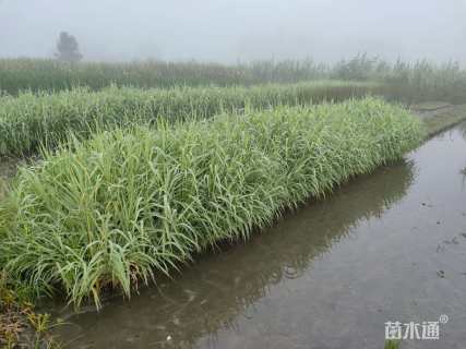 高度50厘米花叶芦竹