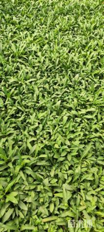 高度5厘米吊钟柳