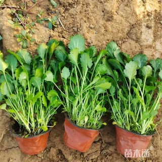 高度30厘米大滨菊