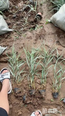 高度50厘米花叶芦竹