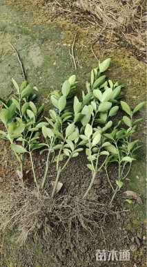 高度30厘米万年青