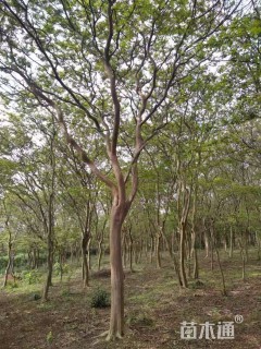 20公分小叶紫薇