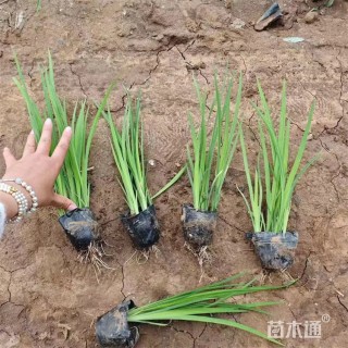 高度18厘米黄花鸢尾