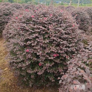 冠幅150厘米红花继木球