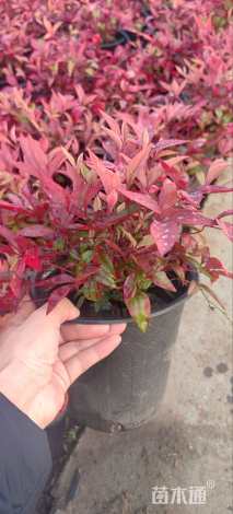 高度15厘米火焰南天竹