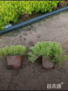 高度15厘米宿根亚麻