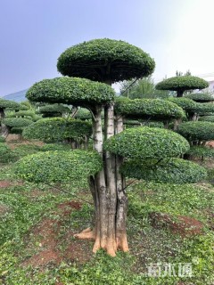 50公分对节白蜡