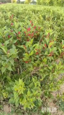 高度50厘米锦带