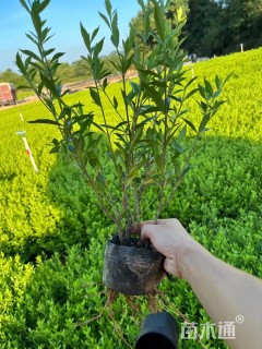 高度100厘米小叶栀子小苗