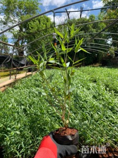 高度30厘米千屈菜