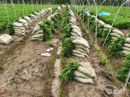 高度20厘米黄金菊
